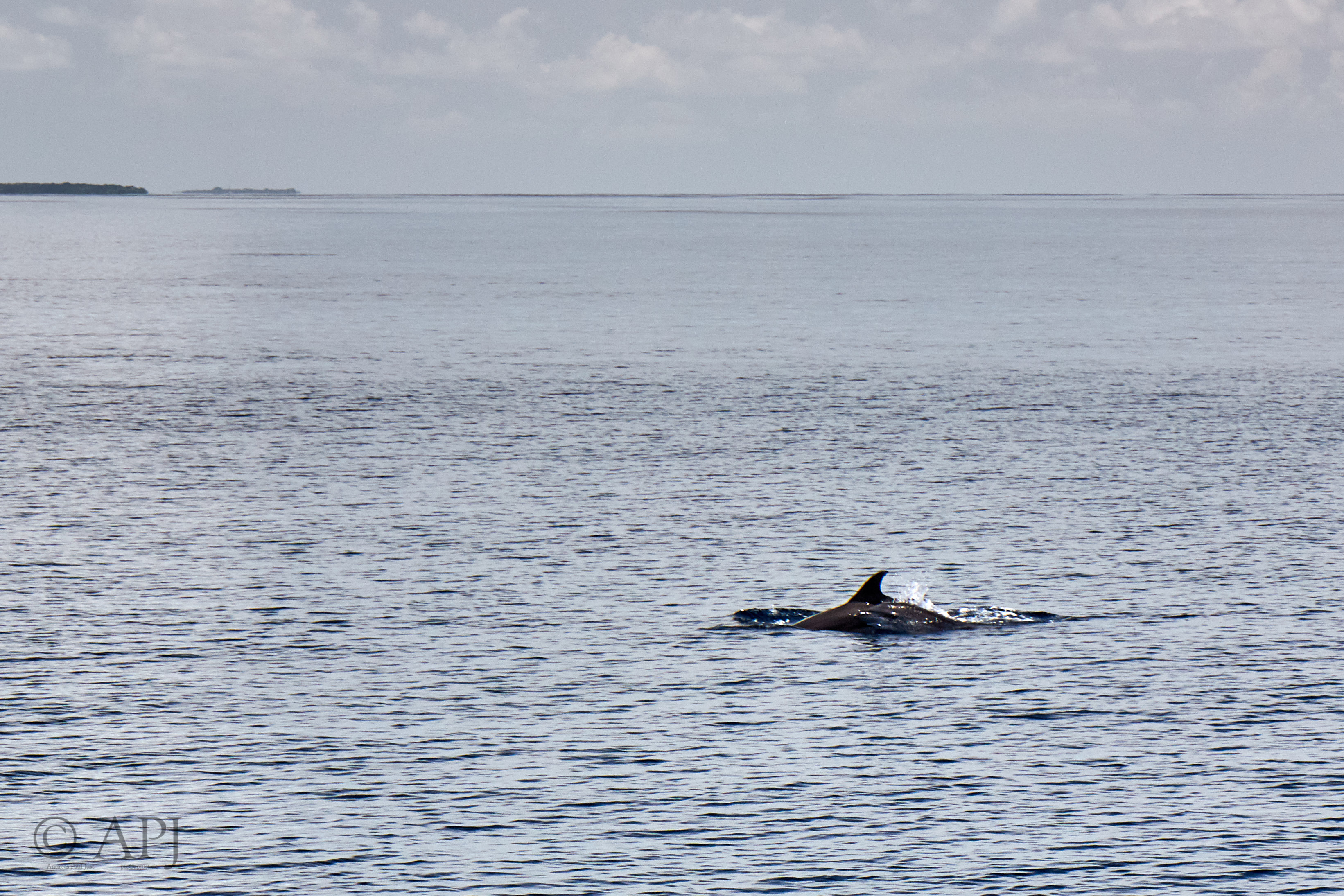 003601 15 08 17  Canon EOS 7D Mark II   Malediven2017